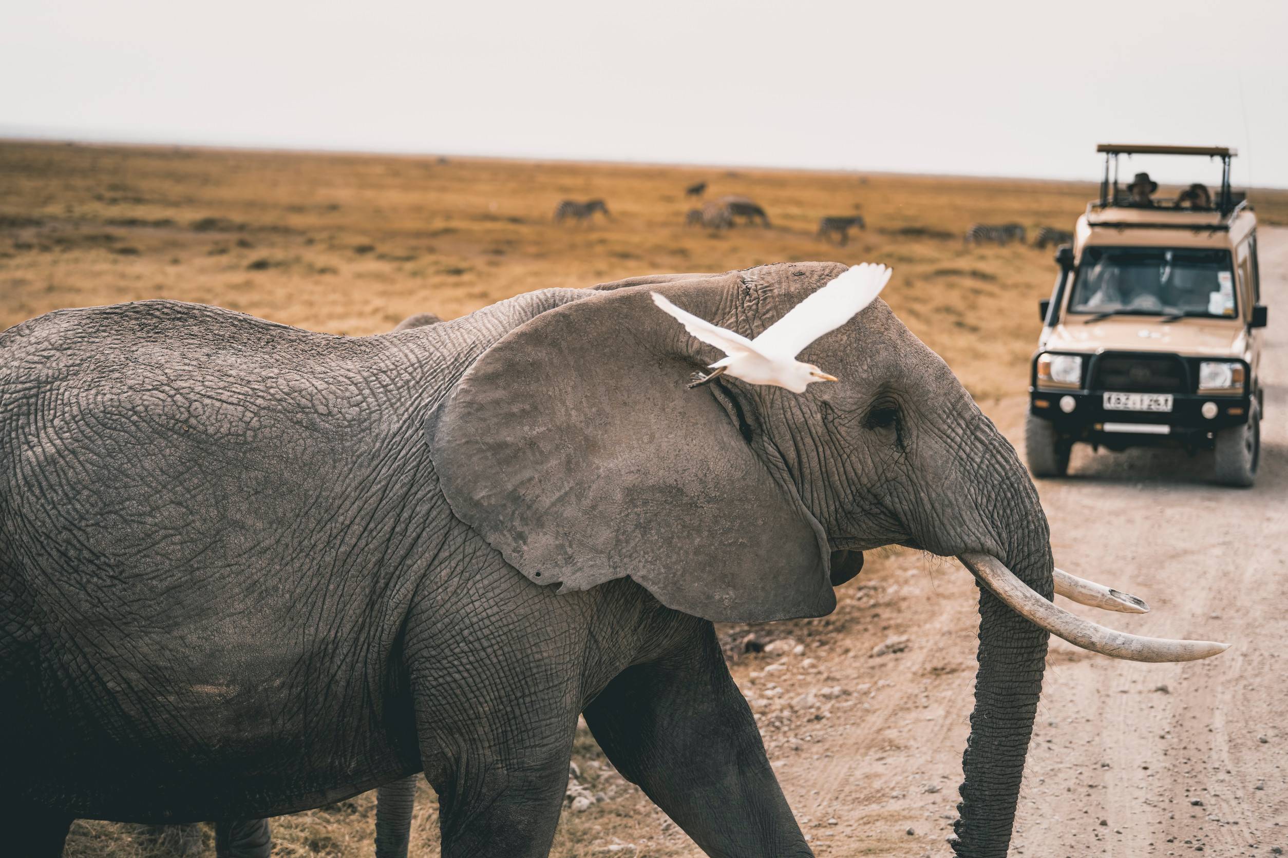 African elephants feeding at national park